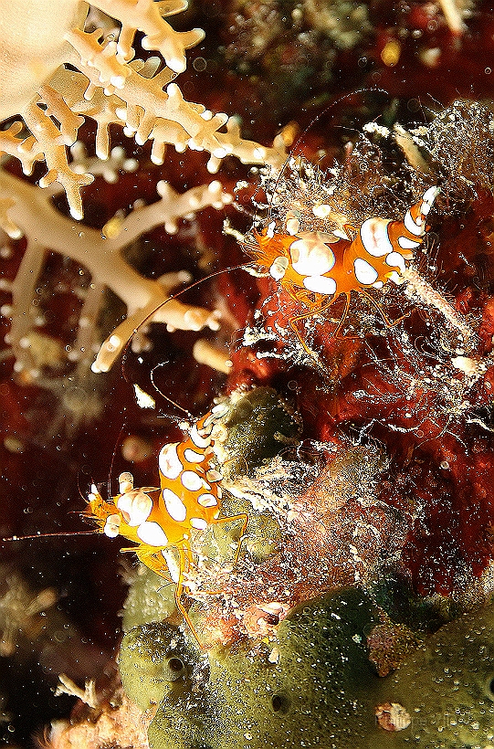 Sipadan_2015_Crevette de Thor_Thor amboinensis_IMG_3100_rc.jpg